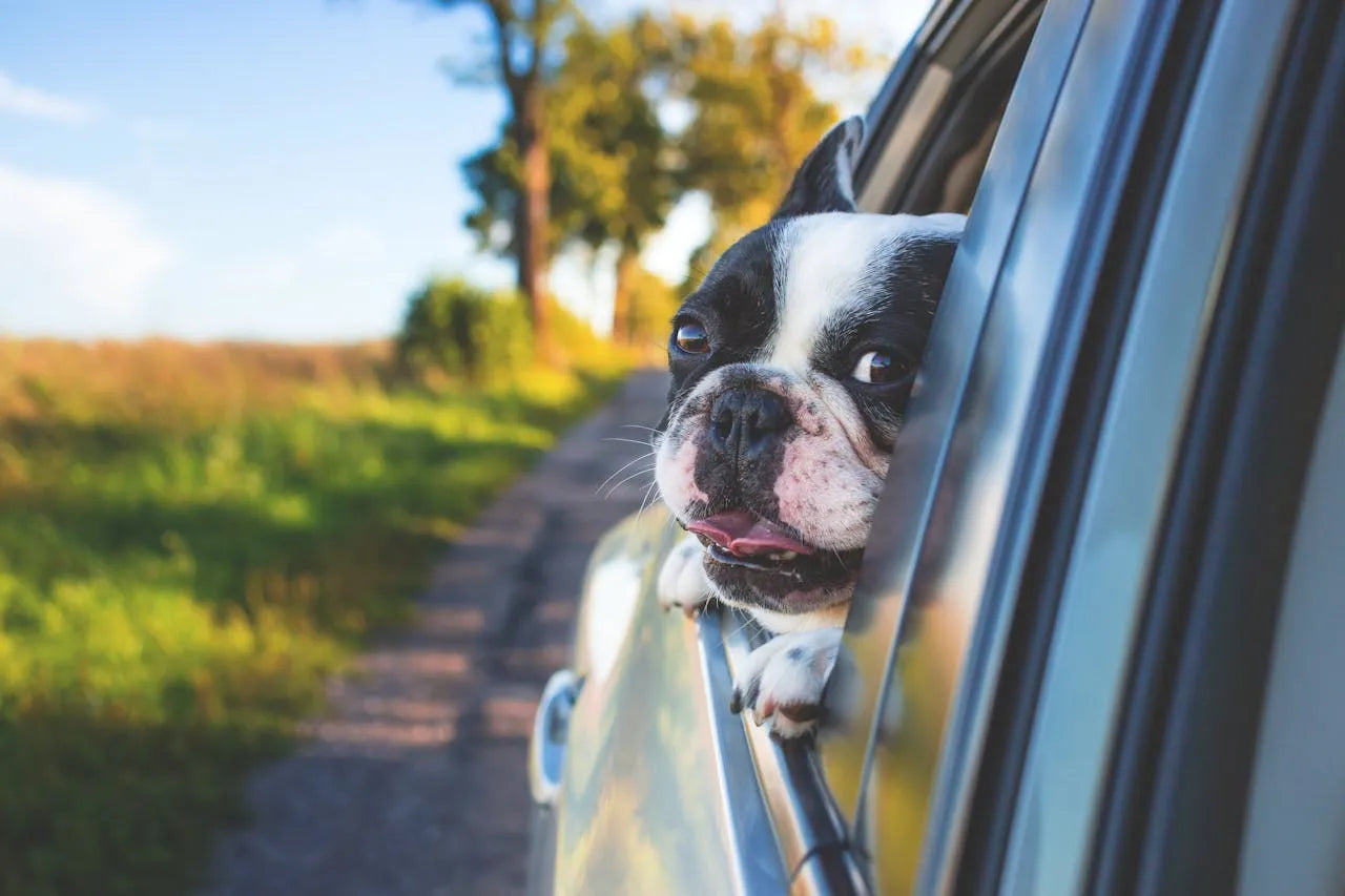 Mr Gee’s Guide to Traveling With Your Pet Dog | How to Ensure Safety, Convenience, and Fun